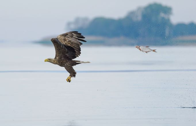 Comedy Wildlife Photography: Οι 10 πιο αστείες φωτογραφίες ζώων – Ποια κέρδισε το πρώτο βραβείο