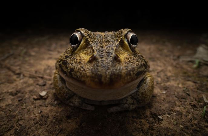 Comedy Wildlife Photography: Οι 10 πιο αστείες φωτογραφίες ζώων – Ποια κέρδισε το πρώτο βραβείο