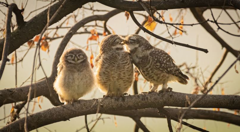 Comedy Wildlife Photography: Οι 10 πιο αστείες φωτογραφίες ζώων – Ποια κέρδισε το πρώτο βραβείο