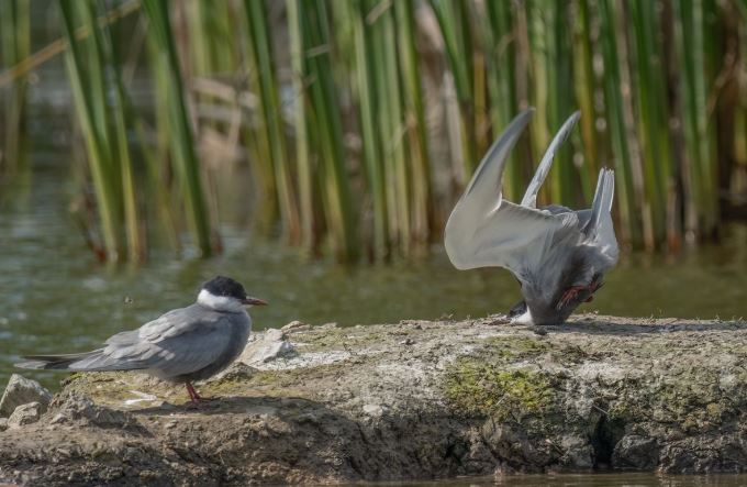 Comedy Wildlife Photography: Οι 10 πιο αστείες φωτογραφίες ζώων – Ποια κέρδισε το πρώτο βραβείο