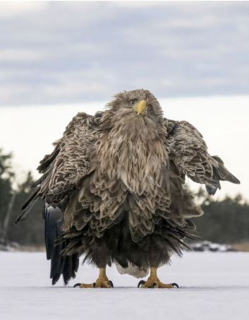 Comedy Wildlife Photography: Οι 10 πιο αστείες φωτογραφίες ζώων – Ποια κέρδισε το πρώτο βραβείο