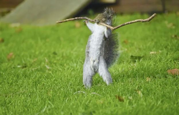 Comedy Wildlife Photography: Οι 10 πιο αστείες φωτογραφίες ζώων – Ποια κέρδισε το πρώτο βραβείο