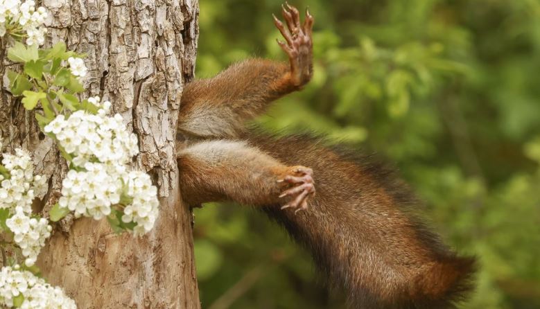 Comedy Wildlife Photography: Οι 10 πιο αστείες φωτογραφίες ζώων – Ποια κέρδισε το πρώτο βραβείο