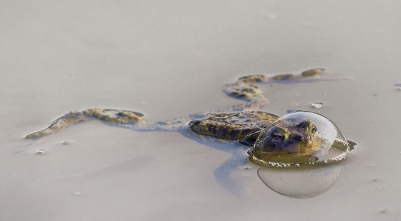 Comedy Wildlife Photography: Οι 10 πιο αστείες φωτογραφίες ζώων – Ποια κέρδισε το πρώτο βραβείο