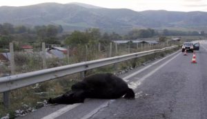 Μυτιλήνη: Πέθανε ο 19χρονος που τραυματίστηκε βαρύτατα σε τροχαίο με άλογα